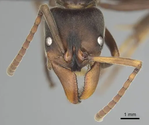 Paltothyreus tarsatus specimen CASENT0250563 image casent0250563_3