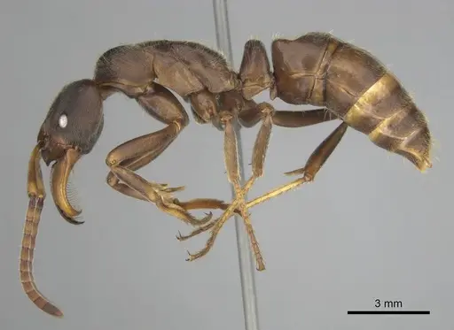 Paltothyreus tarsatus specimen CASENT0250563 image casent0250563_4