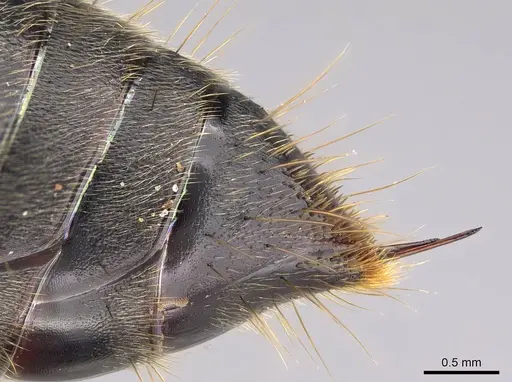 Paltothyreus tarsatus specimen CASENT0352452 image casent0352452_1