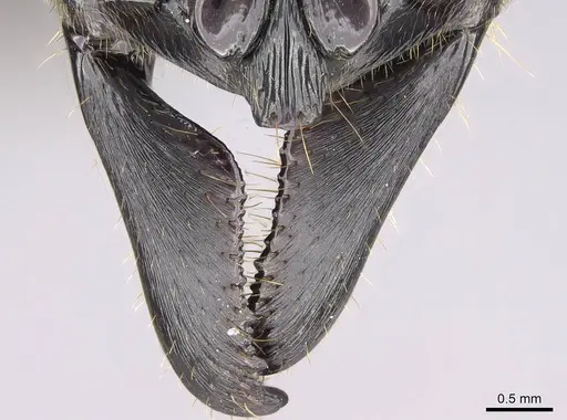 Paltothyreus tarsatus specimen CASENT0352470 image casent0352470_1