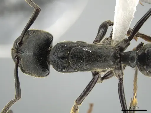 Paltothyreus tarsatus specimen CASENT0639569 image casent0639569_1