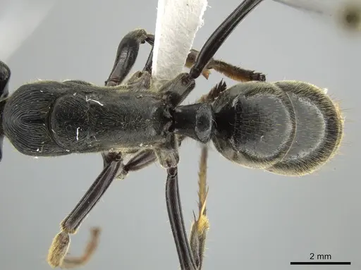 Paltothyreus tarsatus specimen CASENT0639569 image casent0639569_2