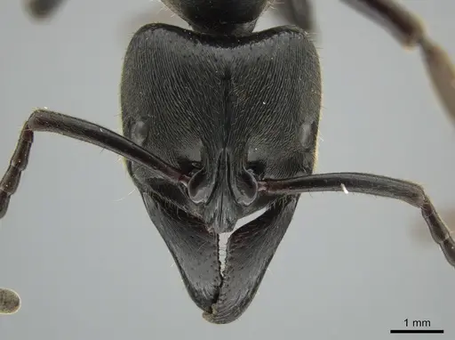 Paltothyreus tarsatus specimen CASENT0639569 image casent0639569_3