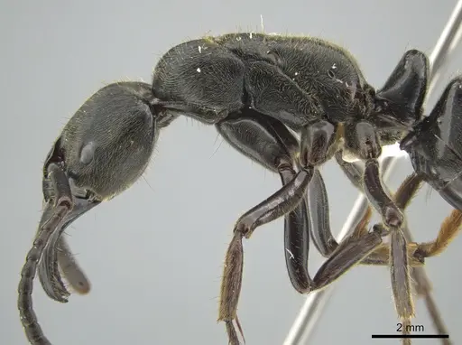 Paltothyreus tarsatus specimen CASENT0639569 image casent0639569_4