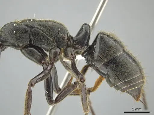 Paltothyreus tarsatus specimen CASENT0639569 image casent0639569_5