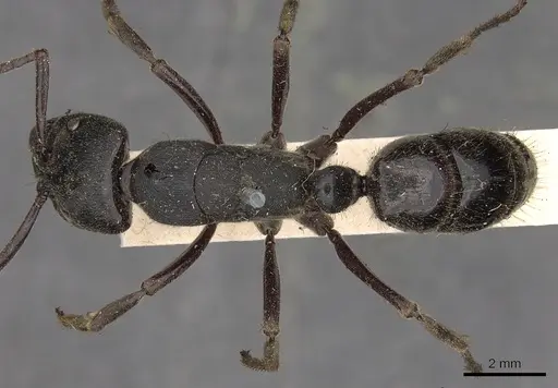 Paltothyreus tarsatus specimen CASENT0900679 image casent0900679_1