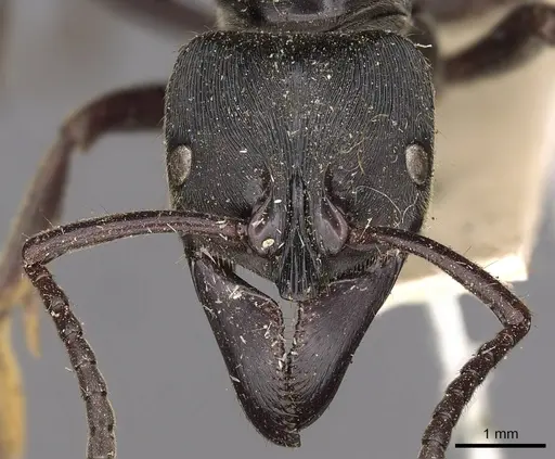 Paltothyreus tarsatus specimen CASENT0900679 image casent0900679_2