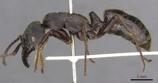Paltothyreus tarsatus specimen CASENT0900679 image casent0900679_3