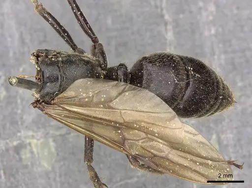 Paltothyreus tarsatus specimen CASENT0900680 image casent0900680_1