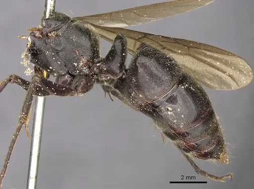 Paltothyreus tarsatus specimen CASENT0900680 image casent0900680_2