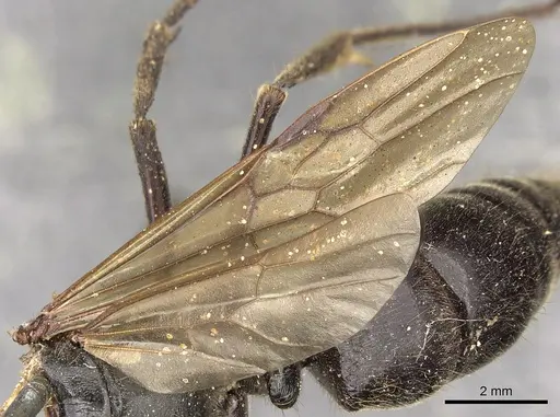 Paltothyreus tarsatus specimen CASENT0900680 image casent0900680_3
