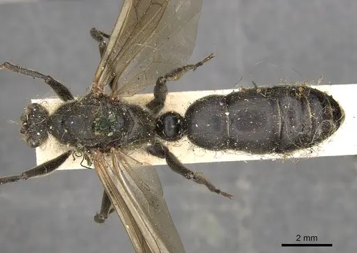 Paltothyreus tarsatus specimen CASENT0900681 image casent0900681_1