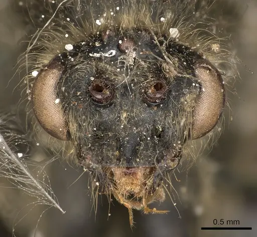 Paltothyreus tarsatus specimen CASENT0900681 image casent0900681_2