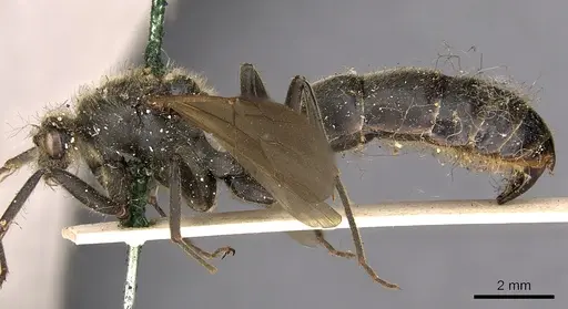 Paltothyreus tarsatus specimen CASENT0900681 image casent0900681_3