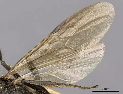 Paltothyreus tarsatus specimen CASENT0900681 image casent0900681_4