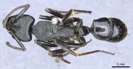 Paltothyreus tarsatus specimen CASENT0903862 image casent0903862_1