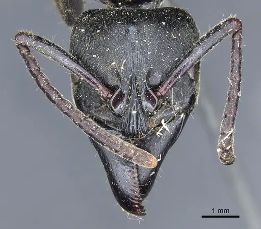 Paltothyreus tarsatus specimen CASENT0903862 image casent0903862_2