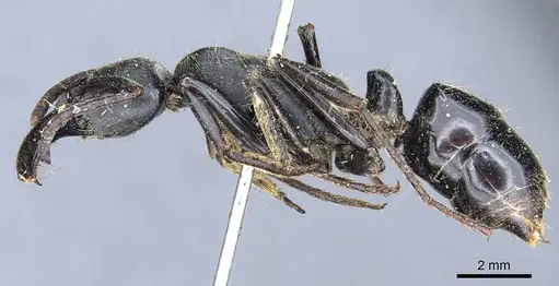 Paltothyreus tarsatus specimen CASENT0903862 image casent0903862_3