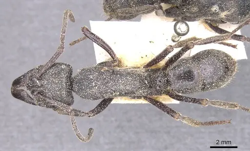 Paltothyreus tarsatus specimen CASENT0915277 image casent0915277_1
