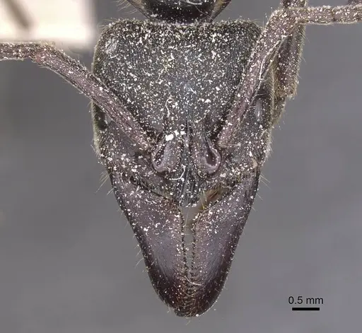 Paltothyreus tarsatus specimen CASENT0915277 image casent0915277_2