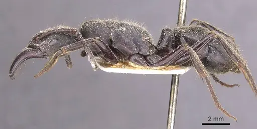 Paltothyreus tarsatus specimen CASENT0915277 image casent0915277_3