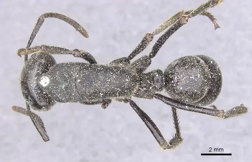 Paltothyreus tarsatus specimen CASENT0915278 image casent0915278_1