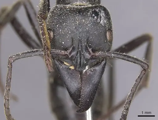 Paltothyreus tarsatus specimen CASENT0915278 image casent0915278_2