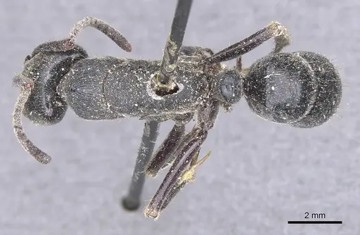 Paltothyreus tarsatus specimen CASENT0915279 image casent0915279_1