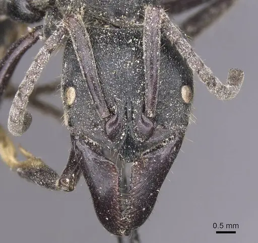 Paltothyreus tarsatus specimen CASENT0915279 image casent0915279_2