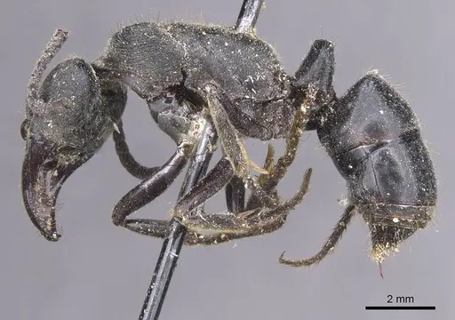 Paltothyreus tarsatus specimen CASENT0915279 image casent0915279_3