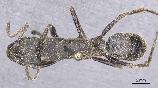 Paltothyreus tarsatus specimen CASENT0915280 image casent0915280_1