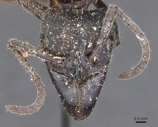 Paltothyreus tarsatus specimen CASENT0915280 image casent0915280_2