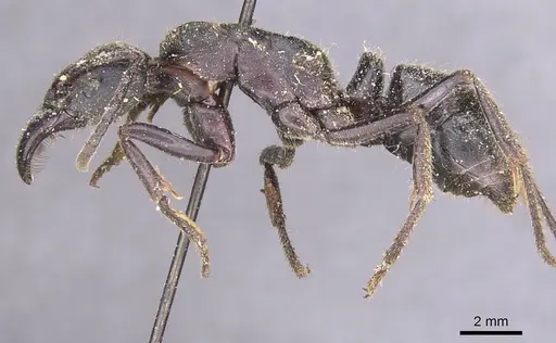 Paltothyreus tarsatus specimen CASENT0915280 image casent0915280_3