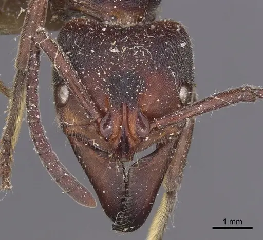 Paltothyreus tarsatus specimen CASENT0915281 image casent0915281_2