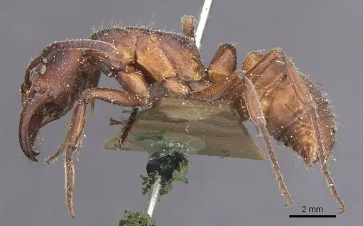 Paltothyreus tarsatus specimen CASENT0915281 image casent0915281_3