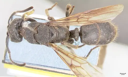 Paltothyreus tarsatus specimen FOCOL0946 image focol0946_1