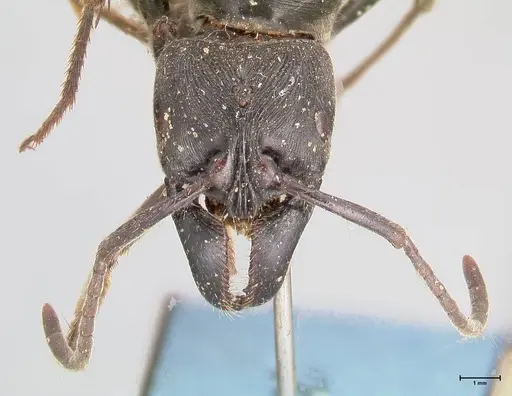 Paltothyreus tarsatus specimen FOCOL0946 image focol0946_2