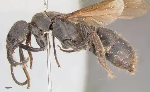 Paltothyreus tarsatus specimen FOCOL0946 image focol0946_3