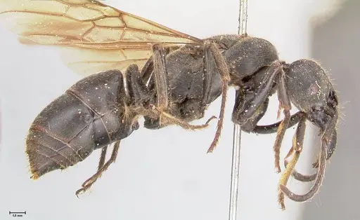 Paltothyreus tarsatus specimen FOCOL0946 image focol0946_4