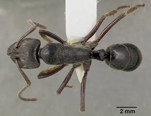 Paltothyreus tarsatus specimen SAM-HYM-C000249A image sam-hym-c000249a_1