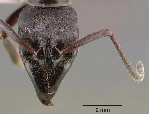 Paltothyreus tarsatus specimen SAM-HYM-C000249A image sam-hym-c000249a_2