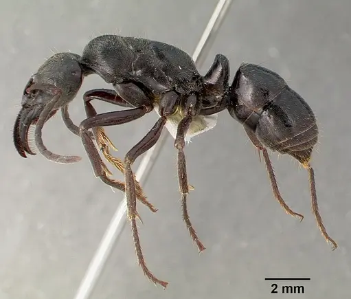 Paltothyreus tarsatus specimen SAM-HYM-C000249A image sam-hym-c000249a_3