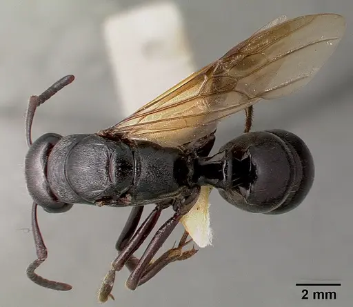 Paltothyreus tarsatus specimen SAM-HYM-C000551A image sam-hym-c000551a_1
