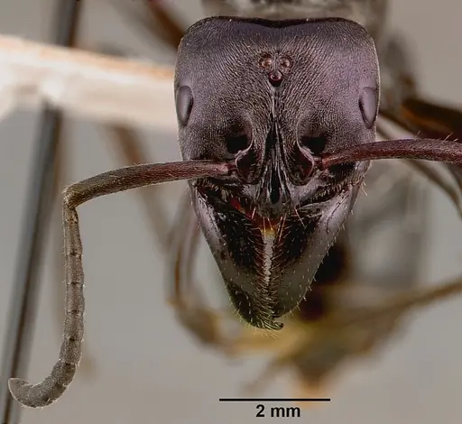 Paltothyreus tarsatus specimen SAM-HYM-C000551A image sam-hym-c000551a_2