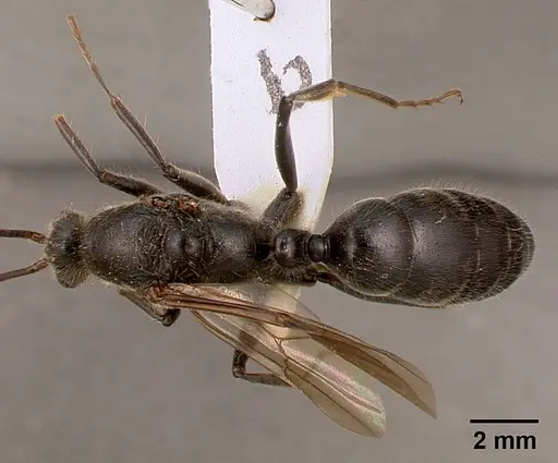 Paltothyreus tarsatus specimen SAM-HYM-C000551B image sam-hym-c000551b_1