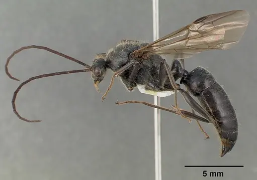 Paltothyreus tarsatus specimen SAM-HYM-C000551B image sam-hym-c000551b_3
