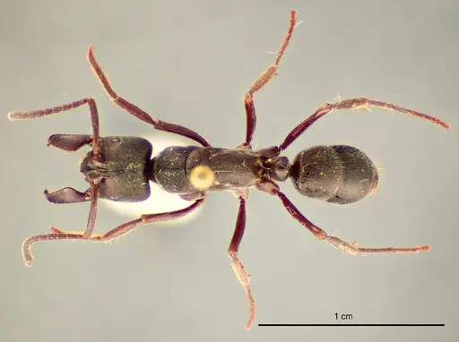 Paltothyreus tarsatus specimen ZMUC00045124 image zmuc00045124_1