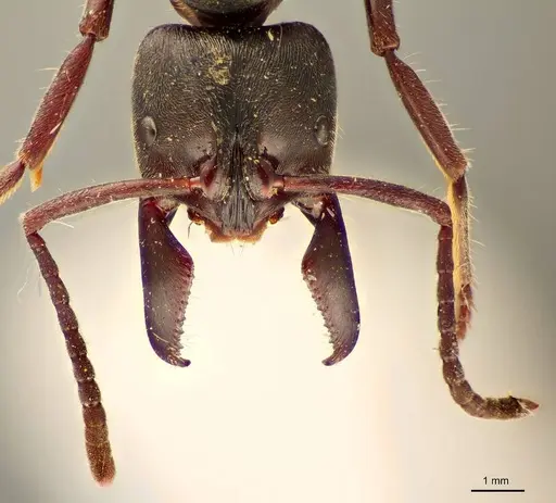 Paltothyreus tarsatus specimen ZMUC00045124 image zmuc00045124_2