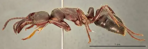 Paltothyreus tarsatus specimen ZMUC00045124 image zmuc00045124_3