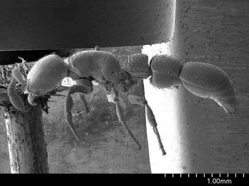 Parasyscia nitidulus specimen ANTWEB1008511 image antweb1008511_3